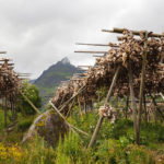 Stockfisch auf den Lofoten